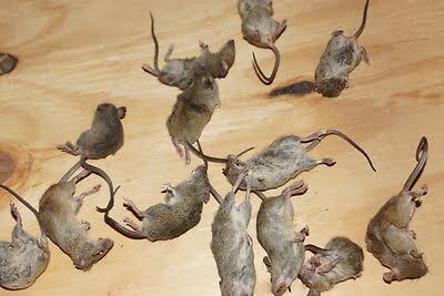 rodent trapping